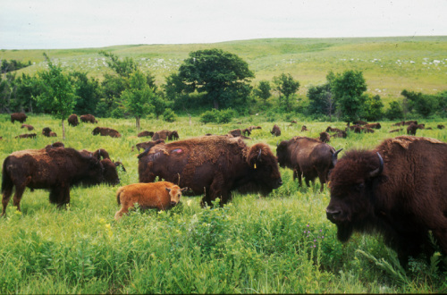 Konza Prairie